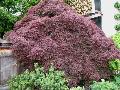 Crimson Queen Japanese Maple